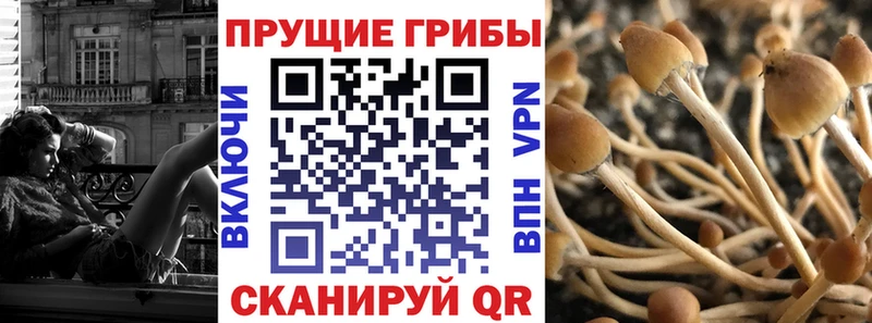 Купить закладки  Каргополь  Псилоцибиновые грибы мицелий 